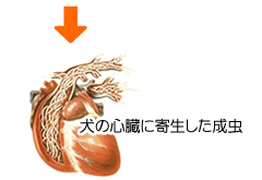̐SɊ񐶂