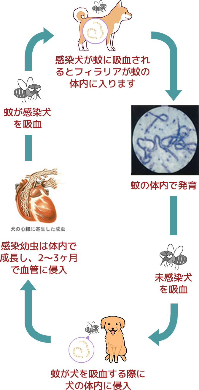 フィラリアの感染経路