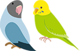 鳥類の診療について